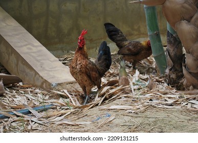 Rosecomb Brown Bantam Chickens In Bamboo Woods