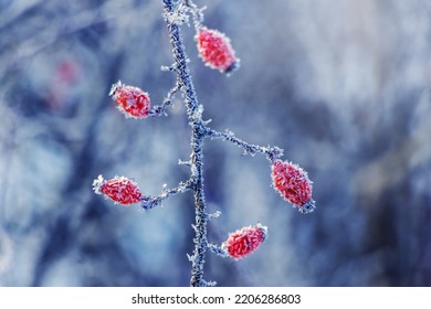 3,929 Rosehip frost Images, Stock Photos & Vectors | Shutterstock