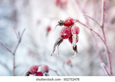 Rosehip berries covered with hoarfrost in frosty winter day.
