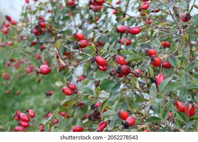 Rosehip Berries Ripening In Autumn,ripe Berries On Rosehip Plant To Make Jam,