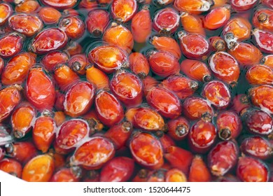 Rosehip Berries In Water, Make Rosehip Jam And Marmalade,