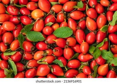 Rosehip berry abstract natural background