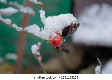 A rosehip berry under the snow hangs on a bush. Snow covered the berry of a wild rose. Winter berries under the snow.