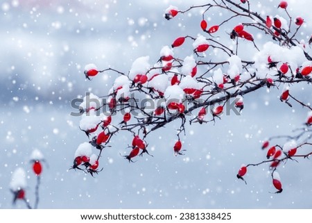 A rosehip branch with red berries covered with fluffy snow on a river bank in winter during a snowfall