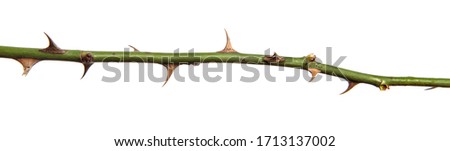 rosehip branch with thorns isolated on a white background