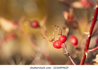 rosehip branches on an autumn background, red berries on a branch. autumn day and healthy berries