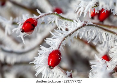 Rosehip bud covered in hoarfrost icicles close up macro in winter. Frosty seasonal garden plants.  - Powered by Shutterstock