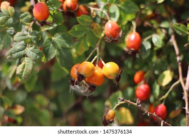 rosehip bush. berries and leaves of wild rose.
