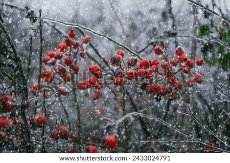 Similar – ice fog Plant Bushes