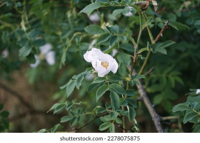 Rosehip bush blooms with white flowers. The rose hip or rosehip, also called rose haw and rose hep, is the accessory fruit of the various species of rose plant. Berlin, Germany