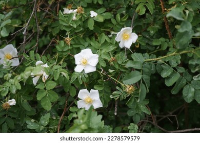 Rosehip bush blooms with white flowers. The rose hip or rosehip, also called rose haw and rose hep, is the accessory fruit of the various species of rose plant. Berlin, Germany