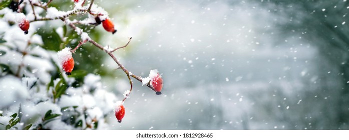 Rosehip bush with red berries in the forest on a blurred background during a snowfall, panorama. Selective focus