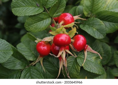 Rosehip Bush with red fruit. Ripe rosehip fruit