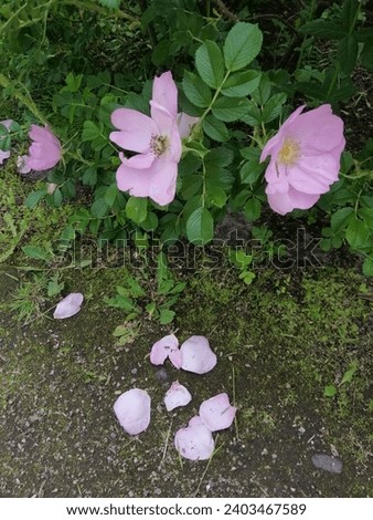 Rosehip Carolina or Rosa carolina with huge delicate pink fallen  petals on a flower bed. Floral wallpaper.