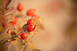 Rosehip Close-up On The Branches Of A Bush. Ripe Rose Hips Grow In The Garden.