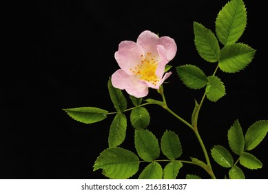 Rosehip Flower And Leaves Isolated On Black Background