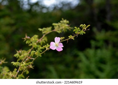 Rosehip Flower. Rosehip Plant. Jam Making Plant