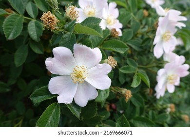 rosehip flower,rosehip flower in rosehip tree,thorny rosehip tree,