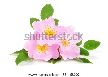 Rosehip flowers with leaf isolated on white background
