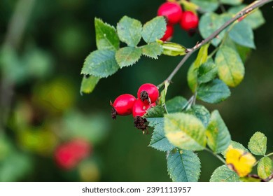 Rosehip. Fruit and vegetables. Plant and plants. Tree and trees. Nature photography.