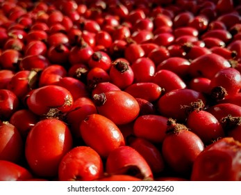 Rosehip Fruits Closeup After Harvest. Medicinal Plant Tea Ingredient With Vitamins And Antioxidants. Alternative Medicine For Pain Relief And Common Cold Treatment.