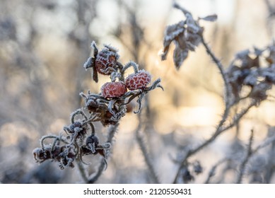 Rosehip fruits covered by frost on bush at sunset light, close up
