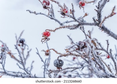 Rosehip fruits on a bush in winter, frost on rosehip branches.