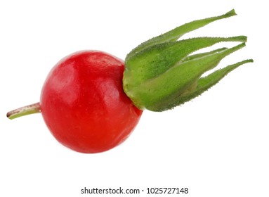 Rosehip Isolated On White