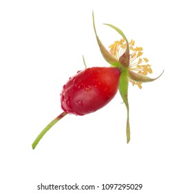 Rosehip Isolated On White Background