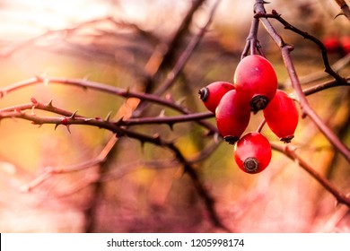 Rosehip In Sunset