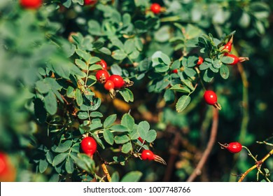 rosehip tree and fruity, rosehip gathering, rosehip fruit for herbal treatment, ripe rosehip fruit,