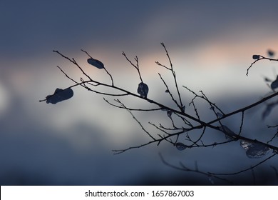 Rosehip Tree Sillhouette On The Sunset