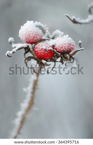 Similar – ice fog Plant Bushes