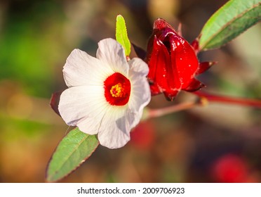 Rosela Flower (also Called Roselle, Jamaica Sorrel, Rozelle Or Hibiscus Sabdariffa) With A Natural Background. Use As Herbal Drink And Herbal Medicine