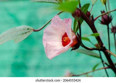 Rosella flowers blossom red pink white color on tree nature background or can call Jamaica sorrel, Rozelle or hibiscus sabdariffa. Good for health benefit drinking herbal flower tea.