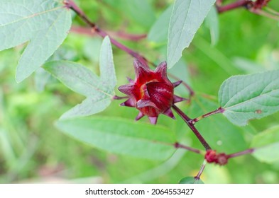 Rosella flowers blossom red pink white color on tree nature background or can call Jamaica sorrel, Rozelle or hibiscus sabdariffa. Good for health benefit drinking herbal flower tea.