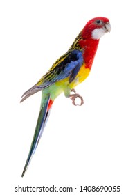 Rosella Parrot Isolated On White Background Stock Photo 1408690055 ...