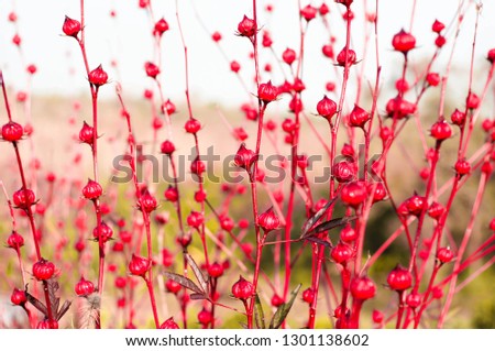 Roselle for drinking