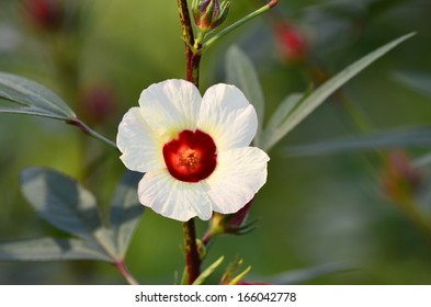 Roselle Flower In Nature Of Thailand 