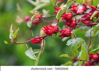 Roselle fruit in garden healthy food alternative herb, medicine and drink