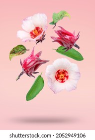 Roselle fruits and flower with green leaves falling in the air isolated on pink background, Hibiscus Sabdariffa flower on pink background With clipping path.