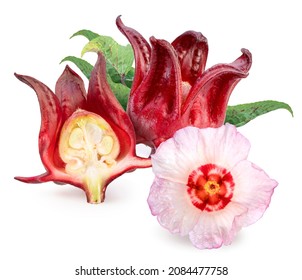 Roselle fruits and flower isolated on white, Hibiscus Sabdariffa or roselle fruits isolated on white background, With clipping path.