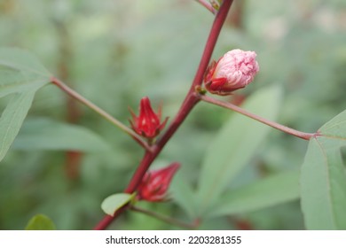 Roselle Plant With Roselle Fruit With Blurry Background