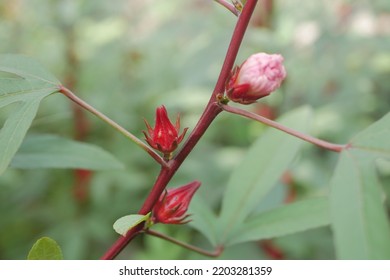 Roselle Plant With Roselle Fruit With Blurry Background