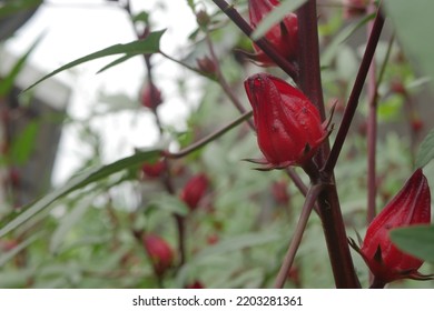 Roselle Plant With Roselle Fruit With Blurry Background