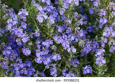 Rosemary Background Stock Photo 393388231 | Shutterstock