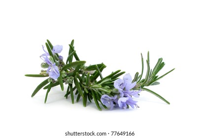 Rosemary Branch And Flowers