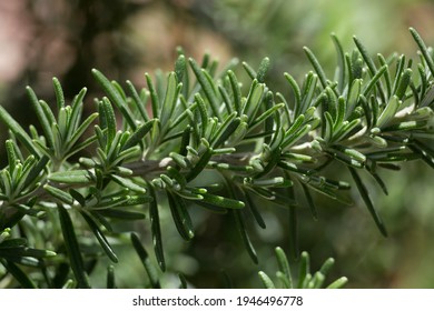 Rosemary branch with green background.