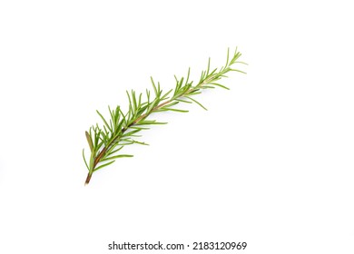 Rosemary Branch On The White Background