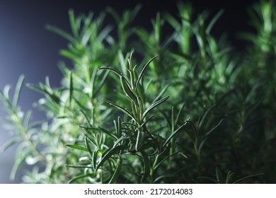 Rosemary Bush In Low Key